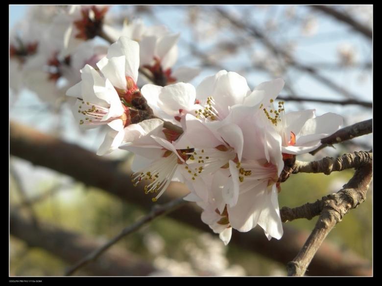 早春的樱花 摄影 coxilar