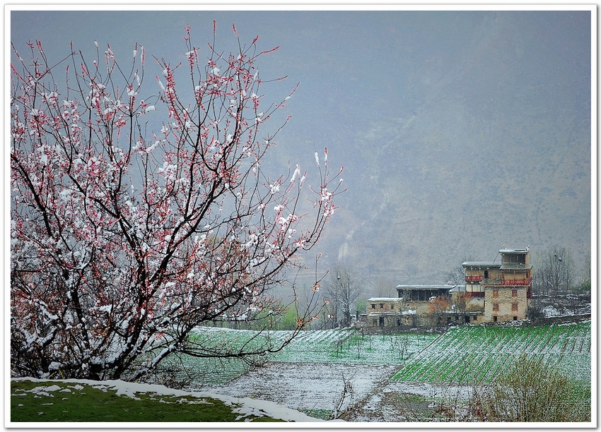 春雪 摄影 秋寒2011