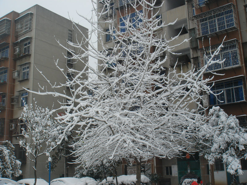 屋前雪景 摄影 仙人树