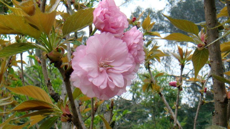 不似桃花胜似桃花 摄影 竹子长长