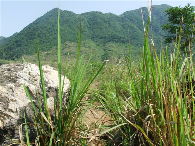 汉王山 摄影 樱花梦想