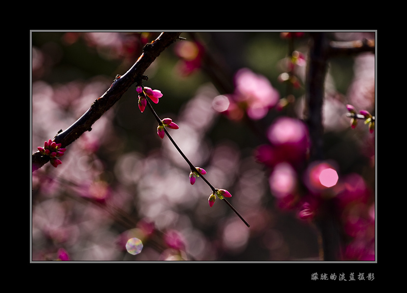 雨后的早晨~~ 摄影 朦胧的淡蓝