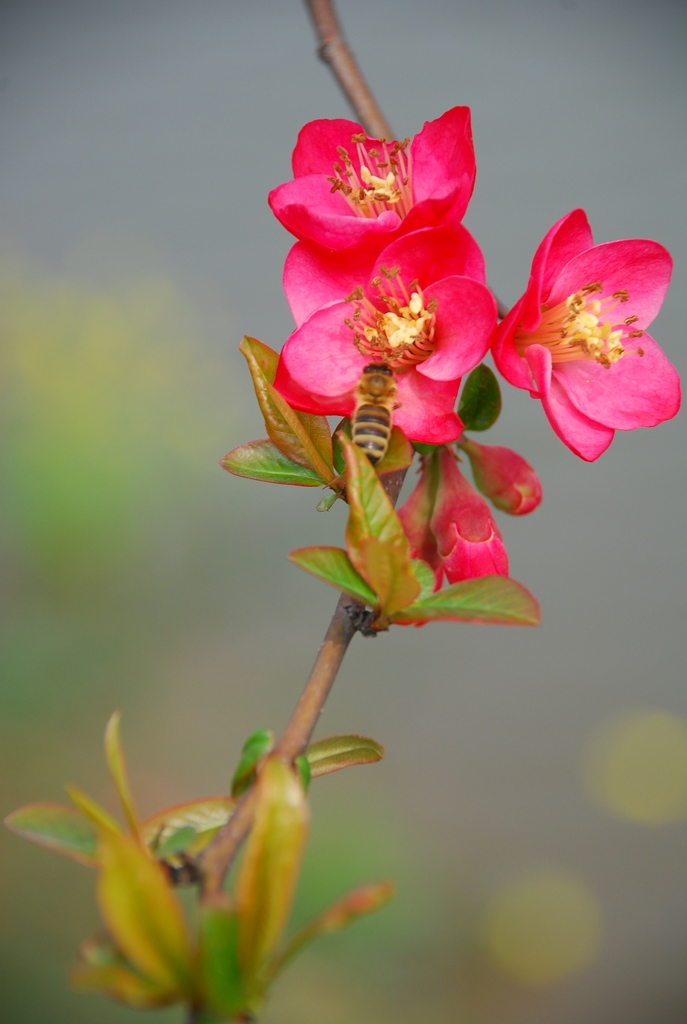 花香蜂迷恋 摄影 茉莉cd