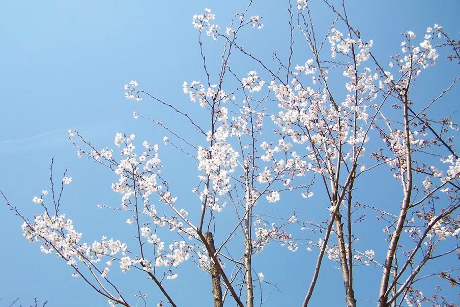 东京樱花 摄影 老瞿