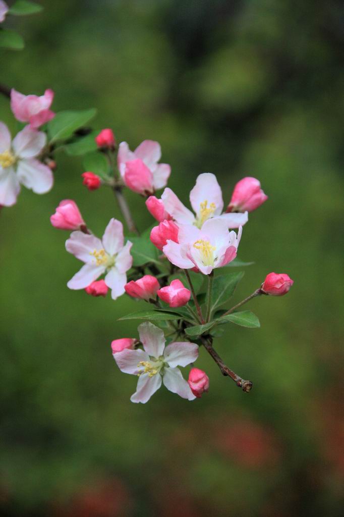 春。花。 摄影 雅言