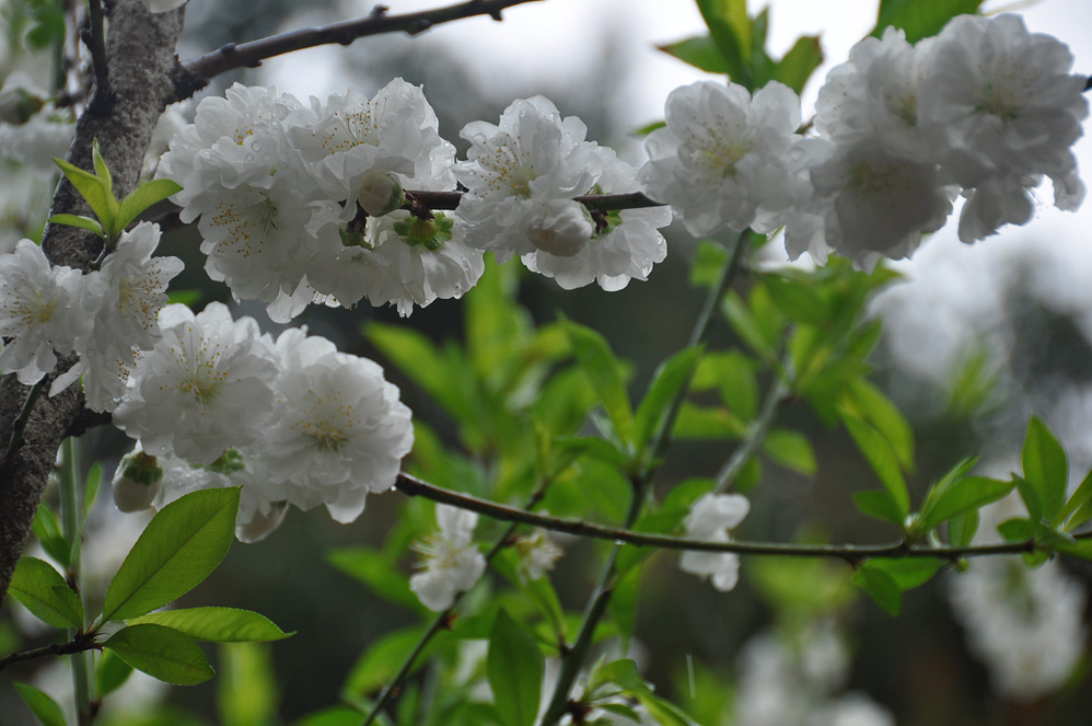 清明时节雨纷纷 摄影 小街