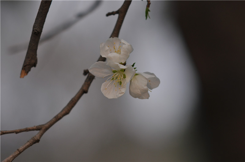 小区花园…初绽 摄影 清塘掠影