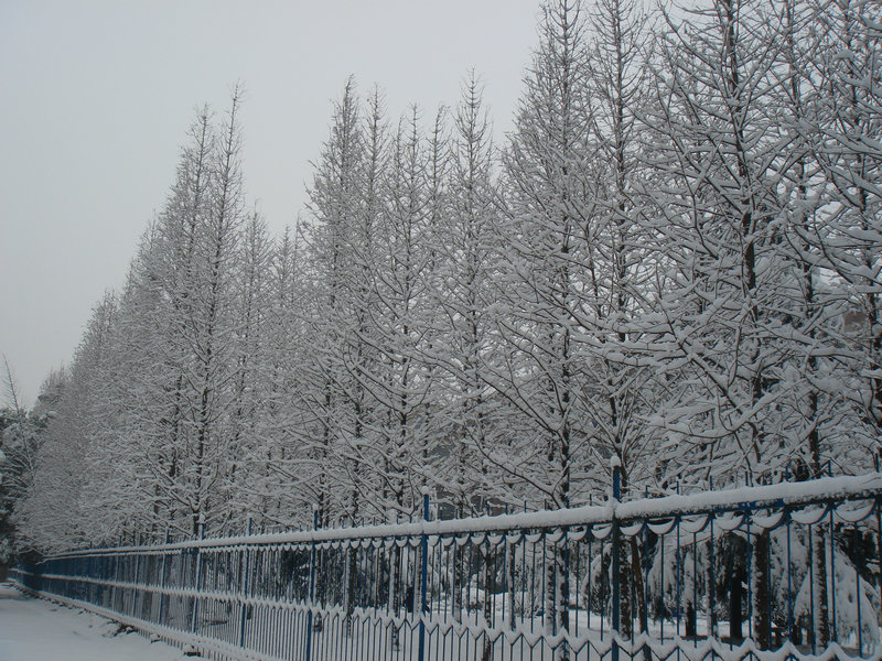 屋前雪景 摄影 仙人树