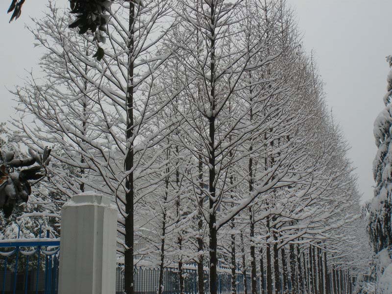 屋前雪景 摄影 仙人树