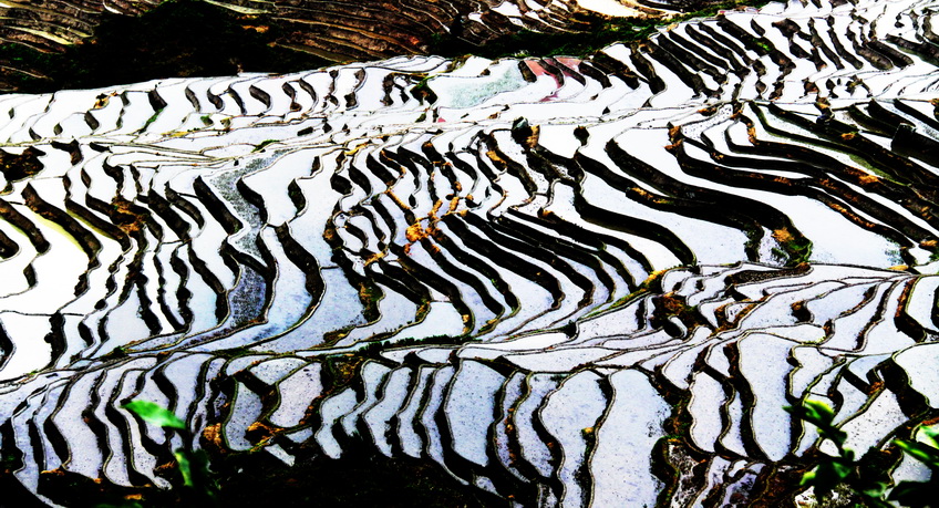 元阳梯田 摄影 中油天雨