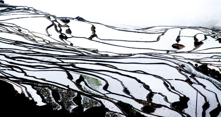 元阳梯田 摄影 中油天雨