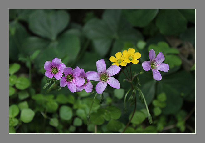 好伙伴 摄影 青花鱼