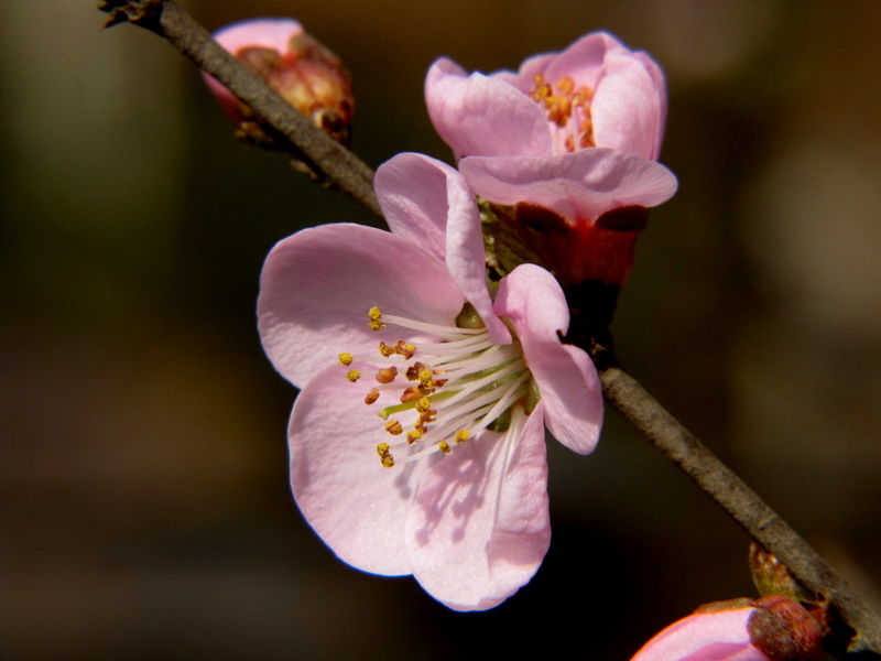 微距《花》 摄影 山清泉