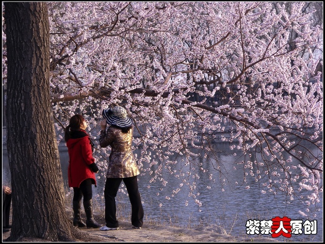 赏花 摄影 紫禁人