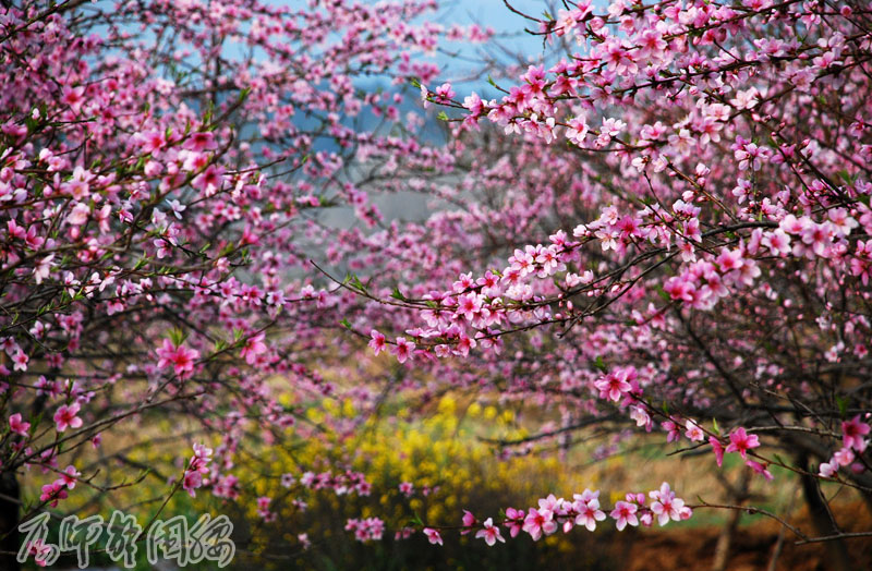 红桃花海又一春 摄影 厨师解围腰