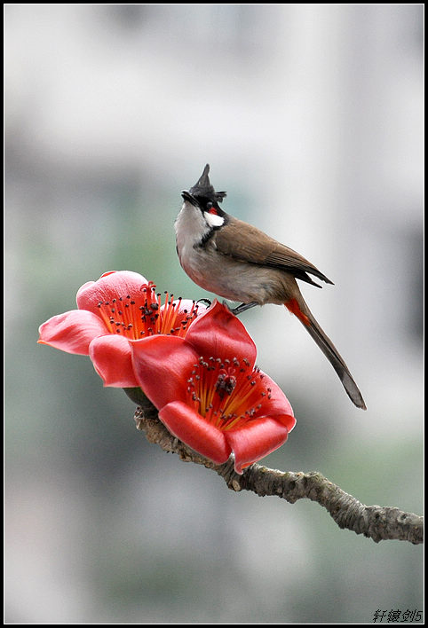 红棉.小鸟 摄影 轩辕剑5