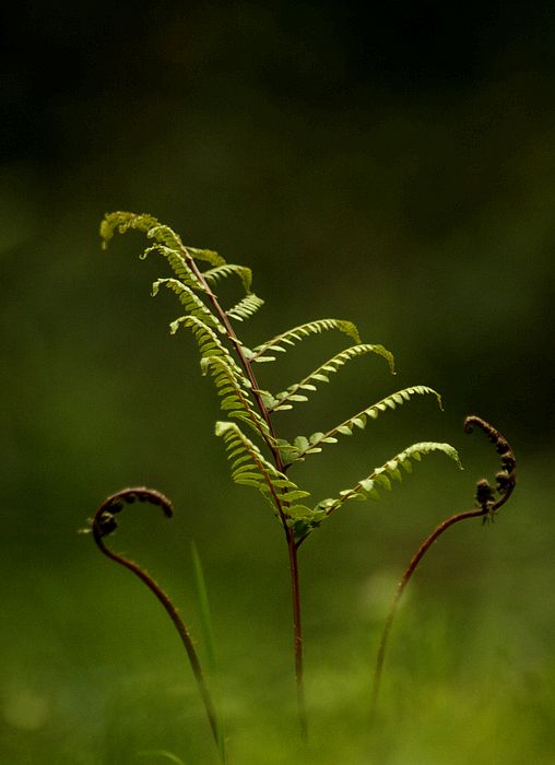 小草 摄影 山赢