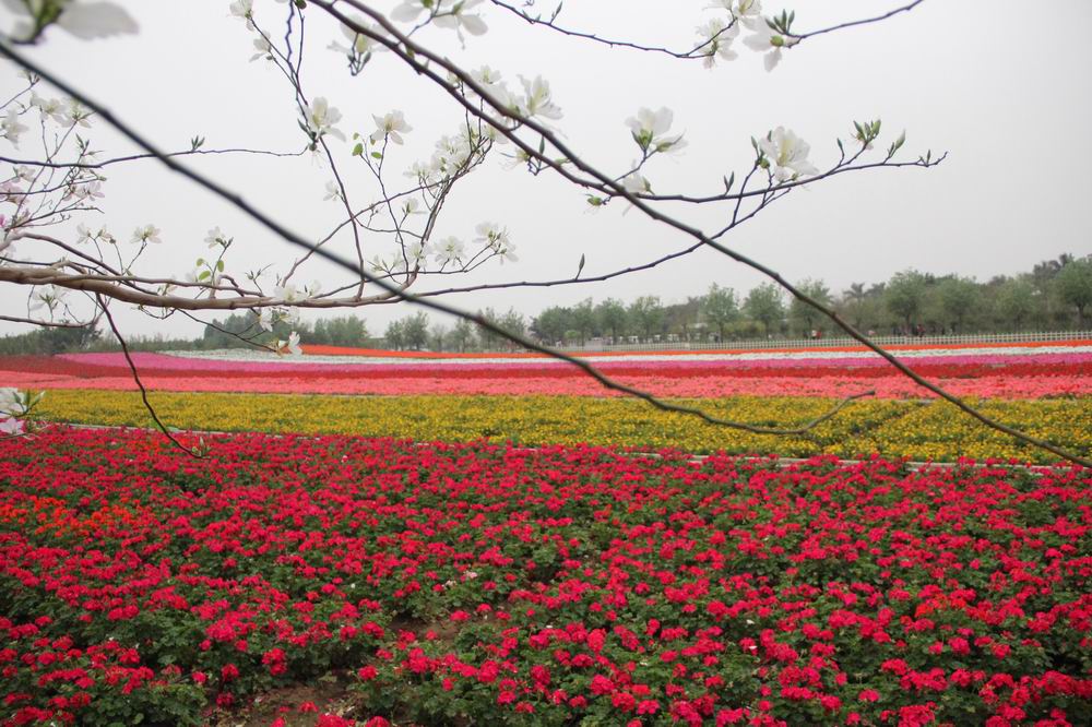 百万葵园花圃 摄影 bdliu