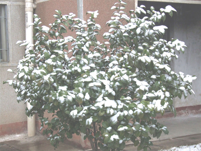 屋前雪景 摄影 仙人树