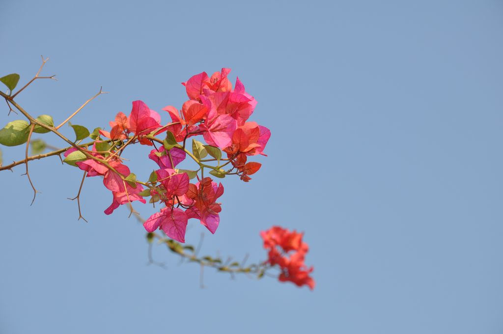 美丽花儿 摄影 雁南飞.