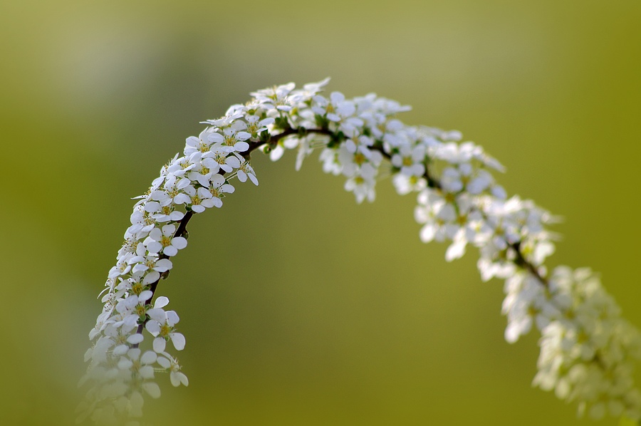 ~喷雪花~ 摄影 心有芊芊