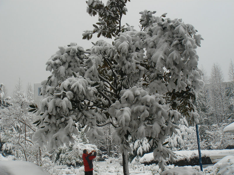 屋前雪景 摄影 仙人树