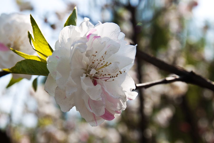 桃花 摄影 chenruoping