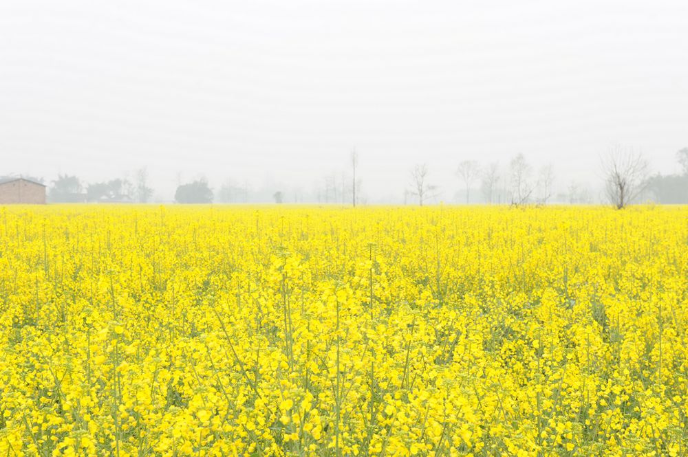 菜花黄了 摄影 jianzhon