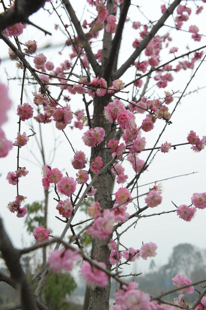 花开满枝 摄影 jianzhon