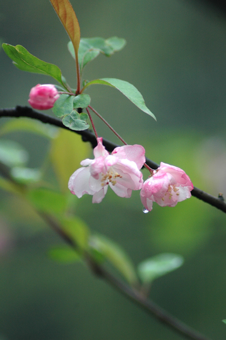 何事花垂泪 摄影 桂湖常客