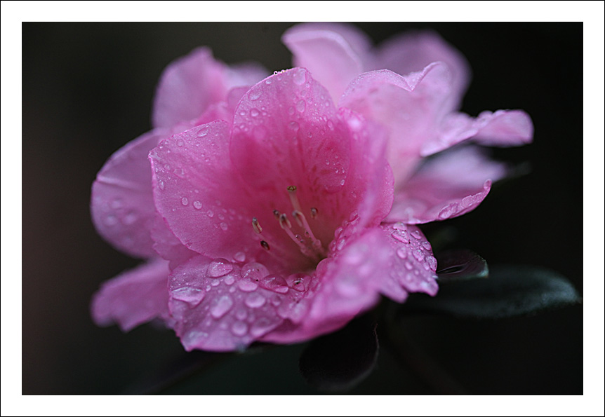 花之泪 摄影 3A哥