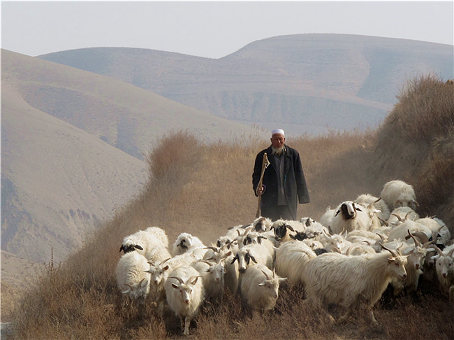 牧羊人 摄影 QQ风