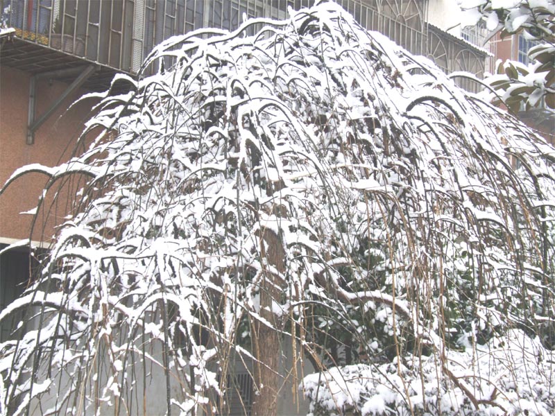 屋前雪景 摄影 仙人树