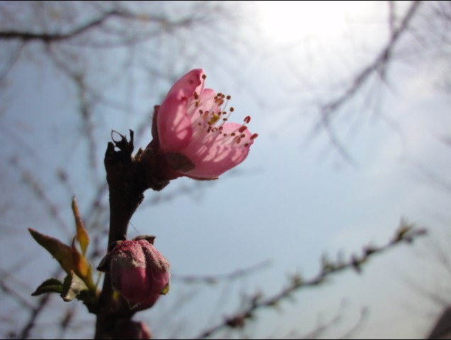 院子里第一朵绽放的桃花 摄影 乡下女人