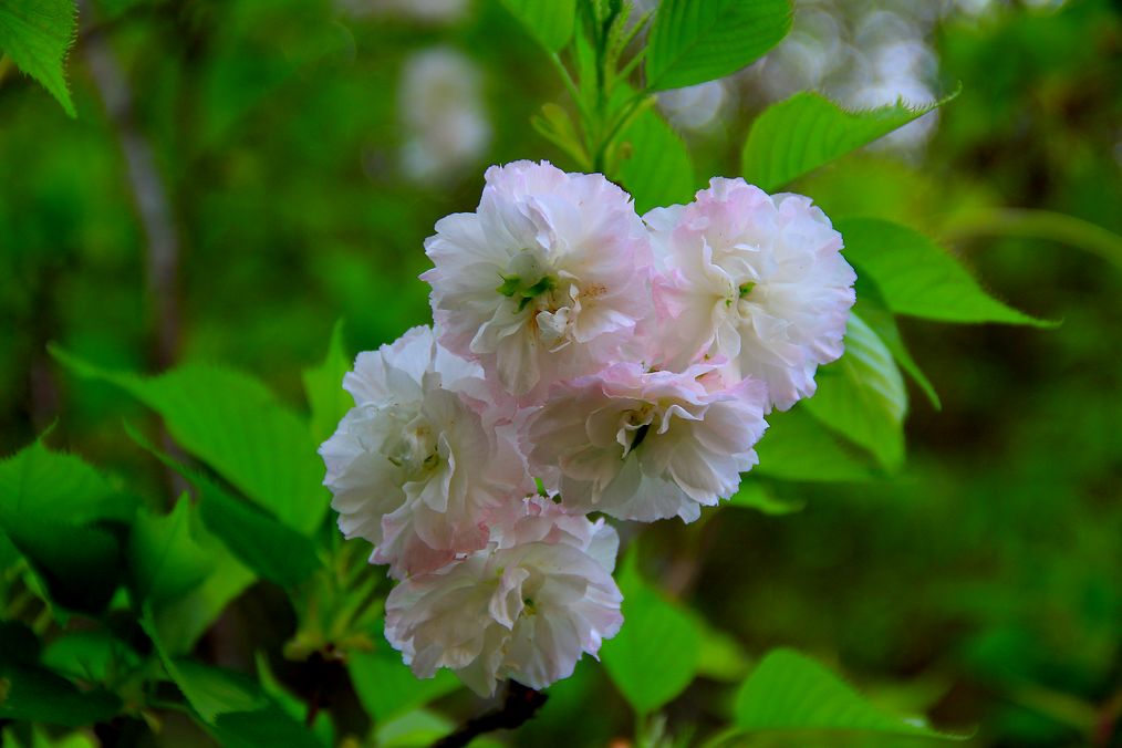 樱花 摄影 郑大山人