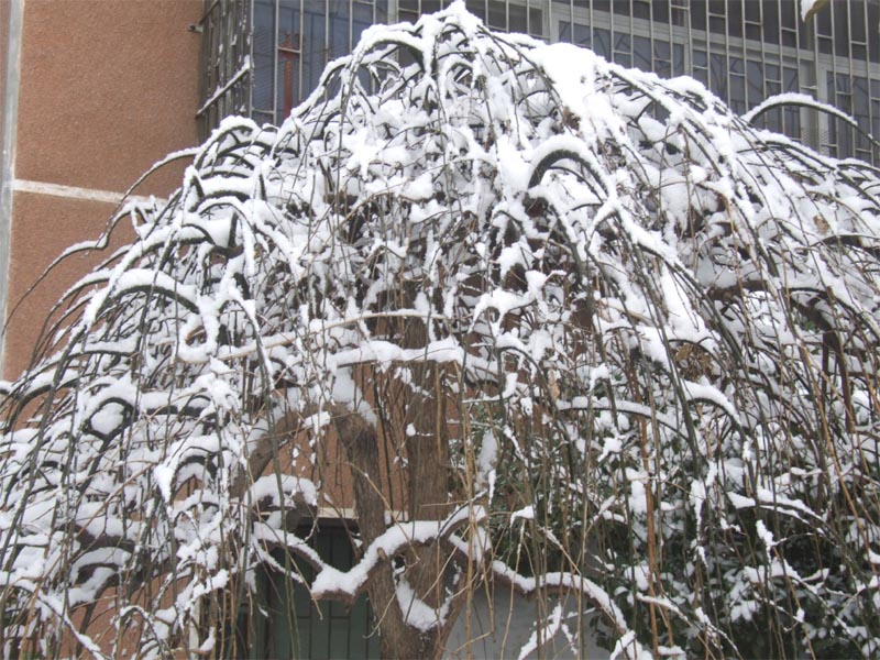 屋前雪景 摄影 仙人树