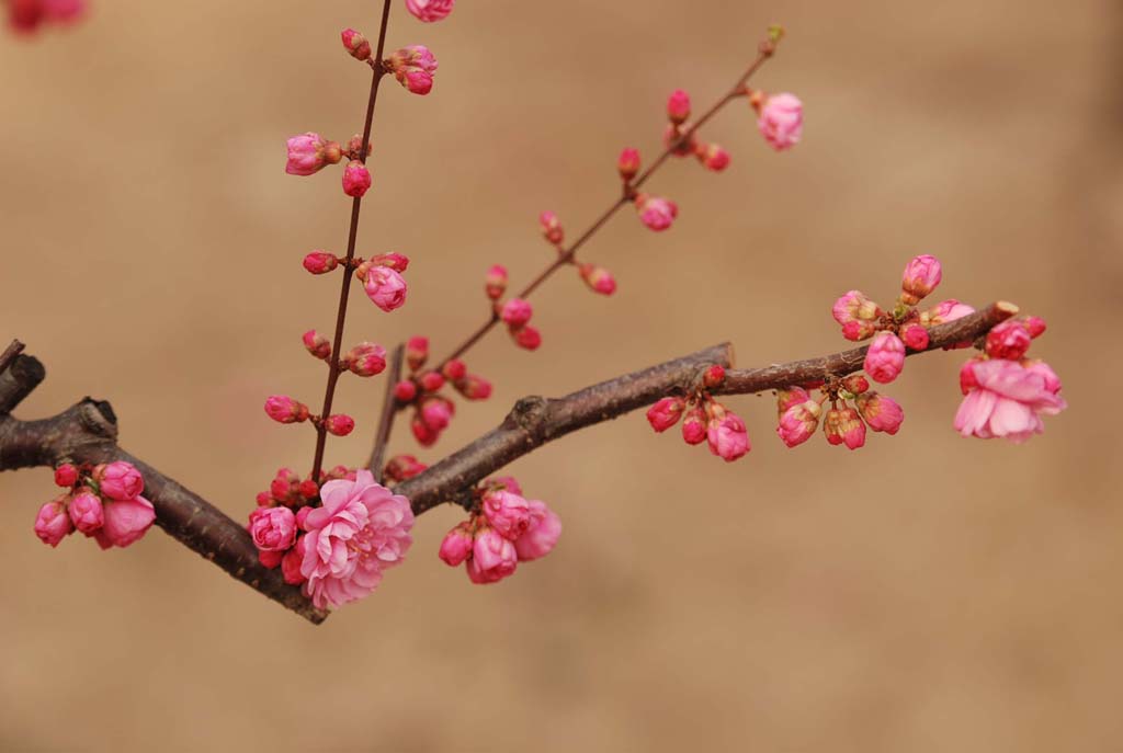 桃花红了 摄影 stonetree