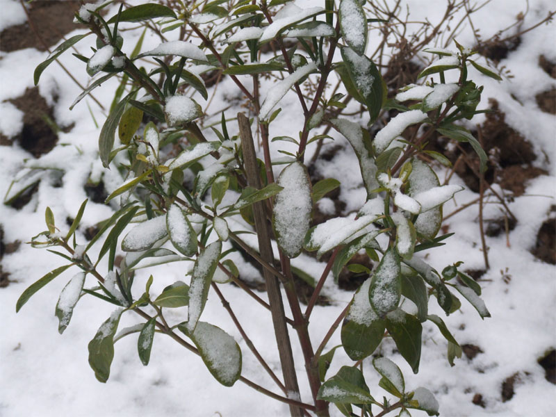 屋前雪景 摄影 仙人树