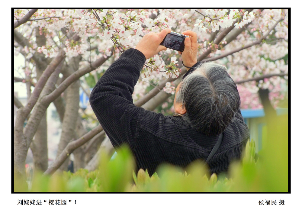 “刘姥姥”进“樱花园”！ 摄影 海上老猴