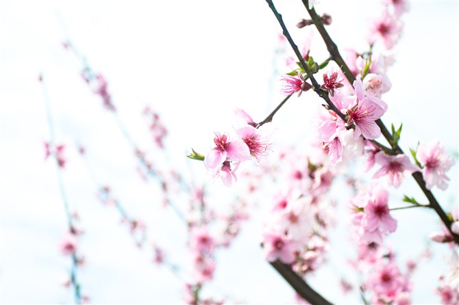 桃花 摄影 其实无所谓