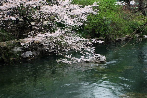 樱花七日，逝水流年 摄影 新月如钩