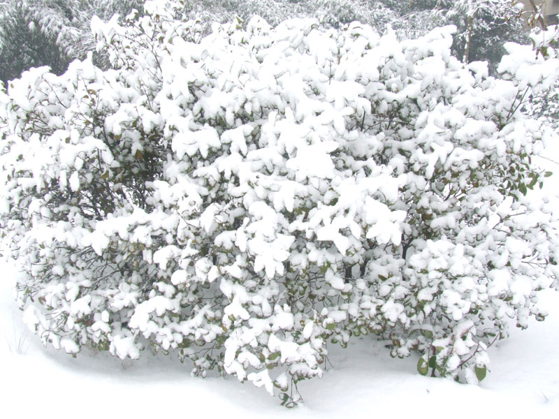 屋前雪景 摄影 仙人树