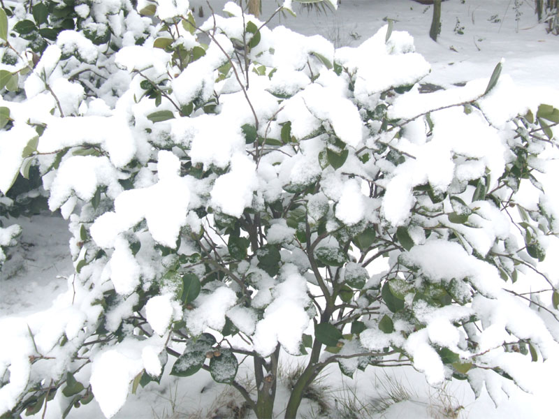 屋前雪景 摄影 仙人树