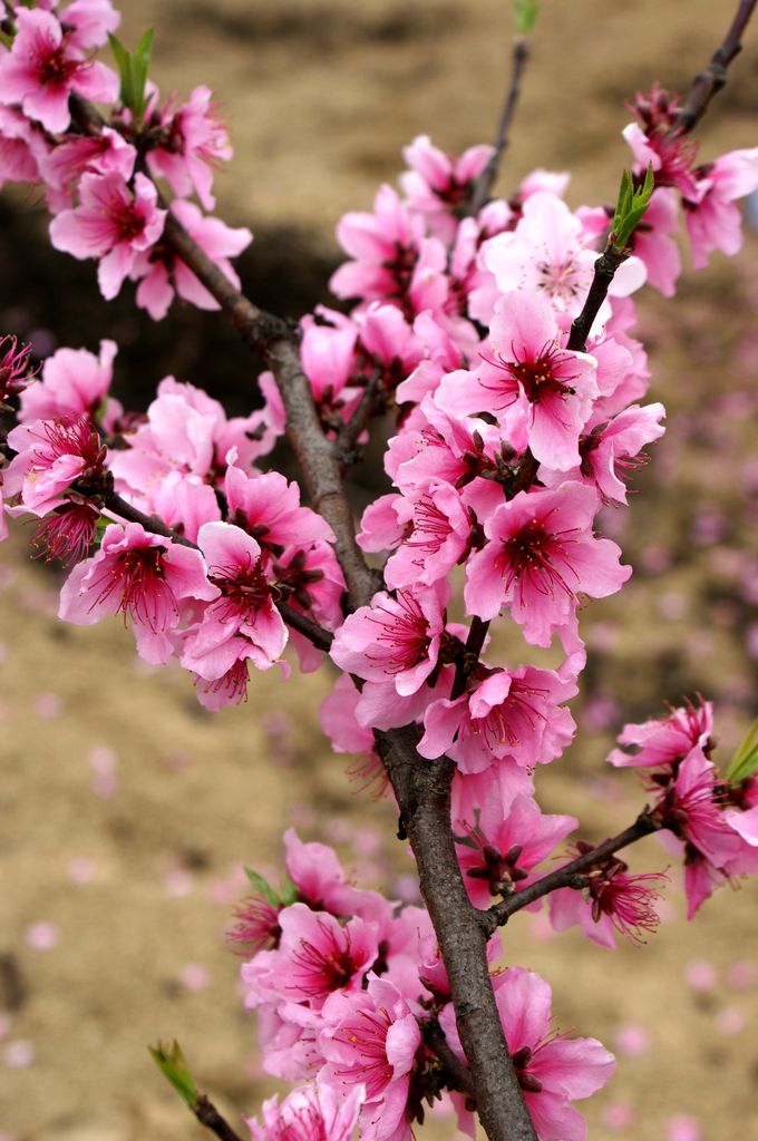 龟山桃花 摄影 关河纤夫