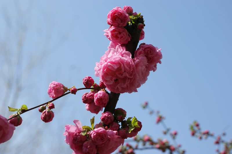 小花 摄影 英子的秋天