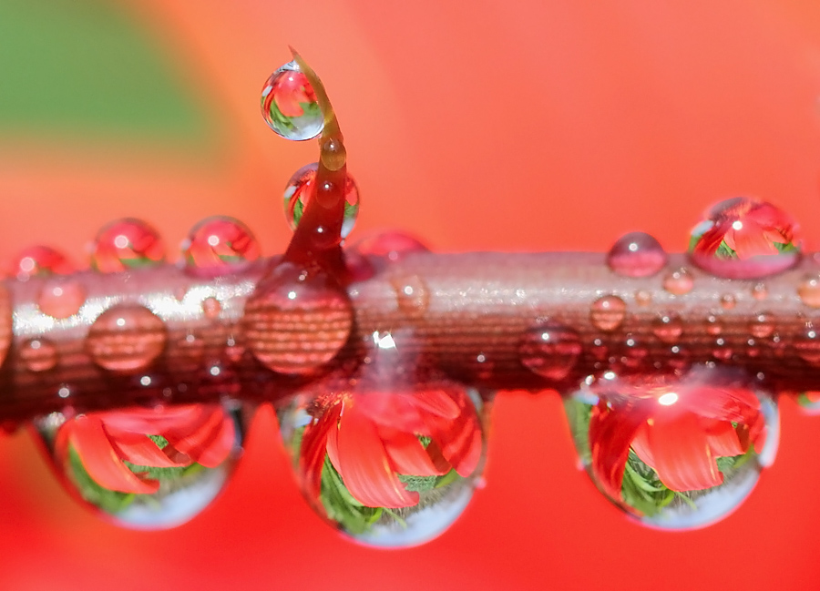 花伴露影 摄影 liangdawei