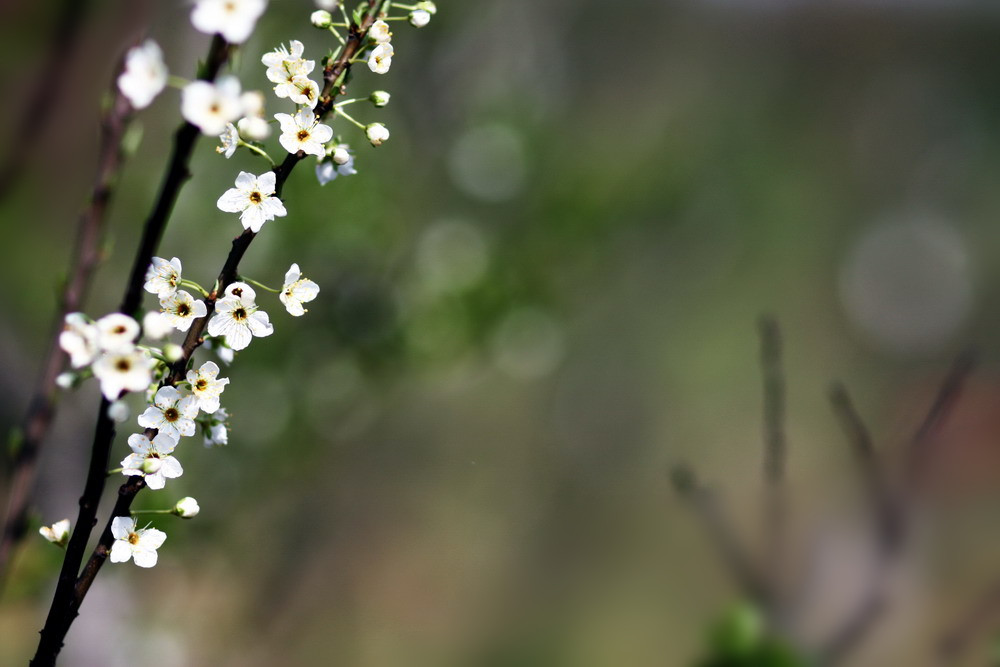 春花 摄影 冠头领