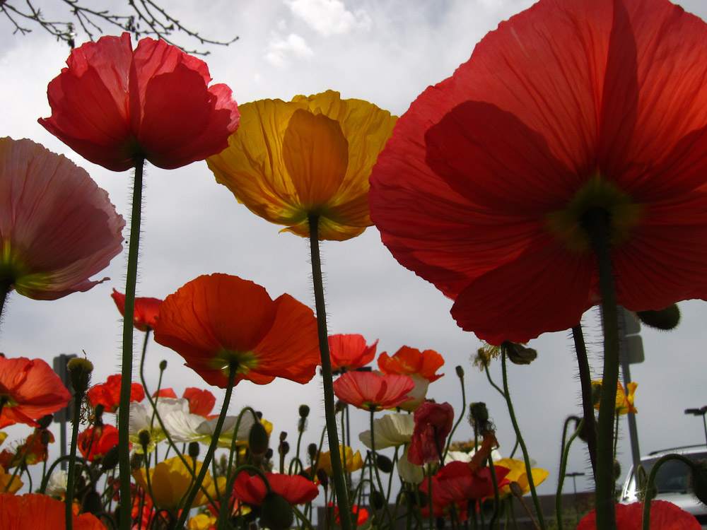 加州 Poppy 摄影 半岛人