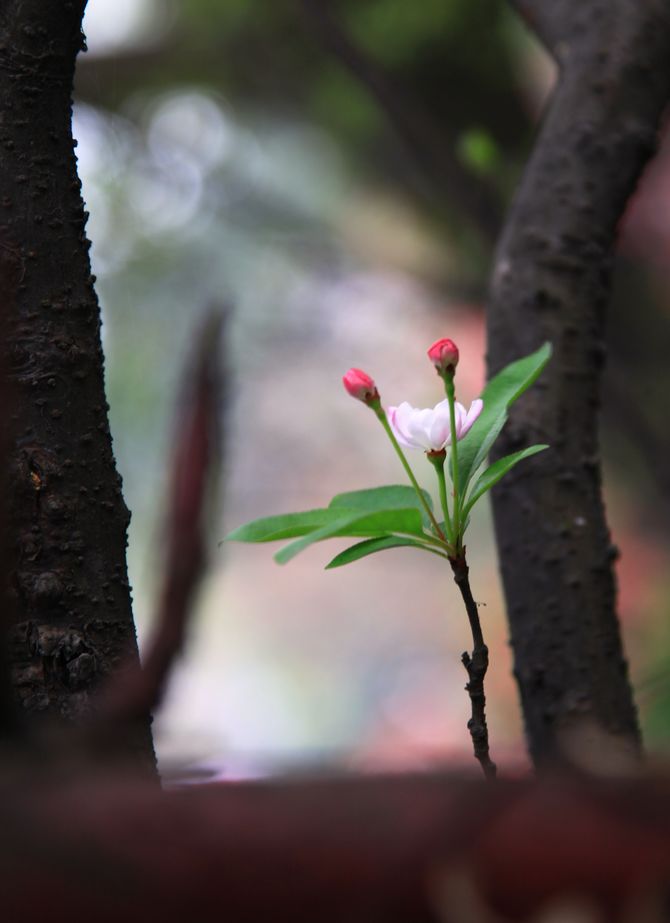 樱花 摄影 魅之影