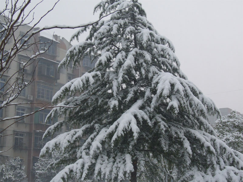 屋前雪景 摄影 仙人树